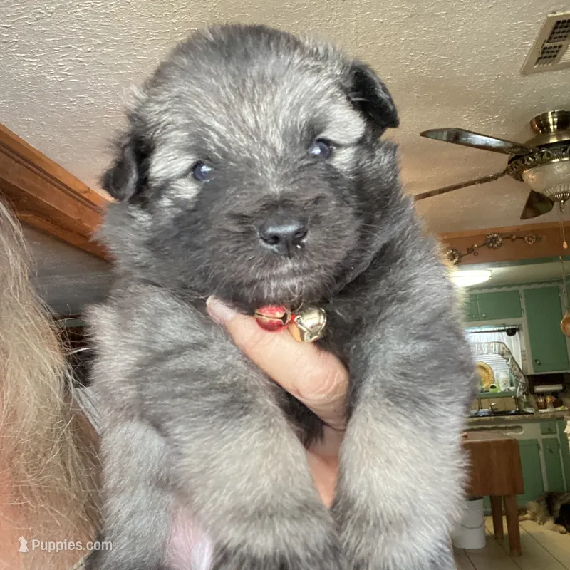 Boy 4 red – Keeshond puppy for sale in Oklahoma City, OK