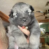 Boy 4 red, a male Keeshond for sale in Oklahoma City, OK – 1 of 6