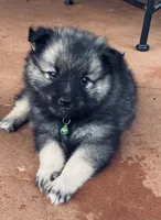 girl 6 green, a female Keeshond for sale in Oklahoma City, OK – 6 of 9