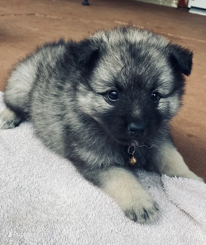 girl 5 brown – Keeshond puppy for sale in Oklahoma City, OK