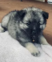 girl 5 brown, a female Keeshond for sale in Oklahoma City, OK – 1 of 6