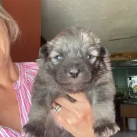 Ruby girl, a female Keeshond for sale in Oklahoma City, OK – 3 of 3