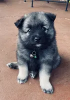 boy 1 green, a male Keeshond for sale in Oklahoma City, OK – 3 of 7