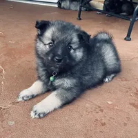girl 6 green, a female Keeshond for sale in Oklahoma City, OK – 5 of 9