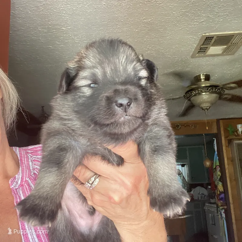 Boy 2 – Keeshond puppy for sale in Oklahoma City, OK