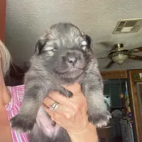 Boy 2, a male Keeshond for sale in Oklahoma City, OK – 1 of 3