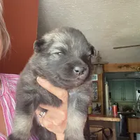 Boy 4, a male Keeshond for sale in Oklahoma City, OK – 2 of 3