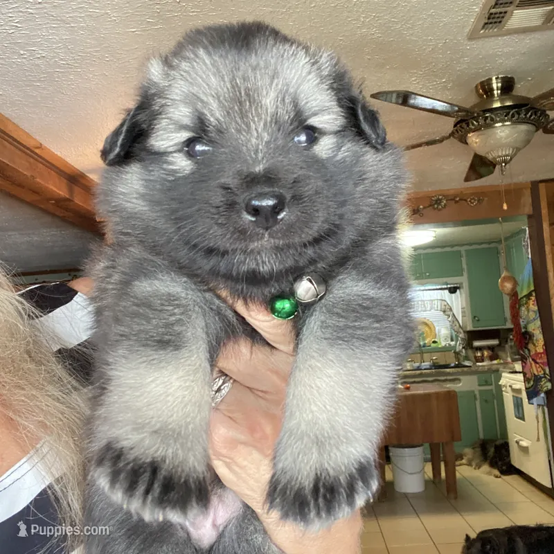 Boy 2 green – Keeshond puppy for sale in Oklahoma City, OK