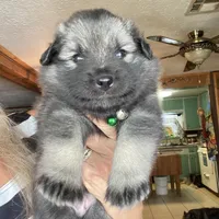 Boy 2 green, a male Keeshond for sale in Oklahoma City, OK – 1 of 6