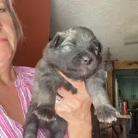 Boy3, a male Keeshond for sale in Oklahoma City, OK – 3 of 3
