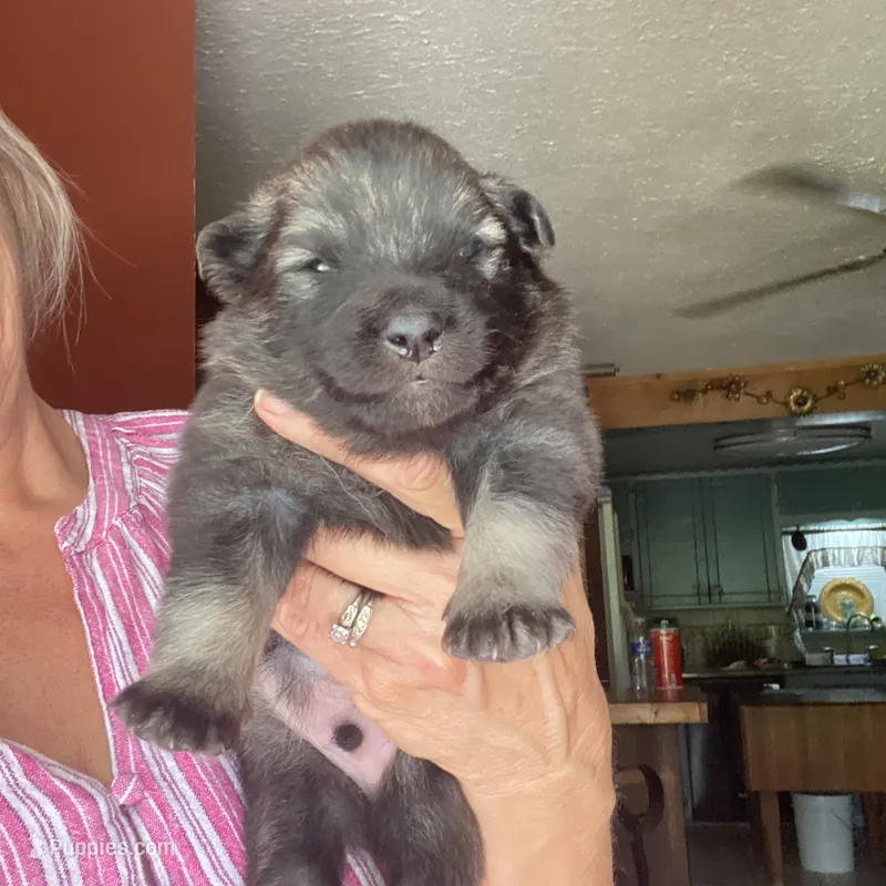 Boy 4 – Keeshond puppy for sale in Oklahoma City, OK