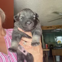 Boy 4, a male Keeshond for sale in Oklahoma City, OK – 1 of 3