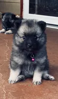 Girl 1 pink, a female Keeshond for sale in Oklahoma City, OK – 7 of 10