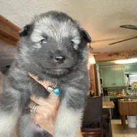 Boy 3 blue, a male Keeshond for sale in Oklahoma City, OK – 3 of 6