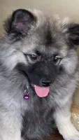Ruby's girl purple, a female Keeshond for sale in Oklahoma City, OK – 3 of 9