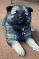 boy 2 pink, a male Keeshond for sale in Oklahoma City, OK – 5 of 10