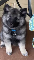 Boy 3 blue, a male Keeshond for sale in Oklahoma City, OK – 2 of 8