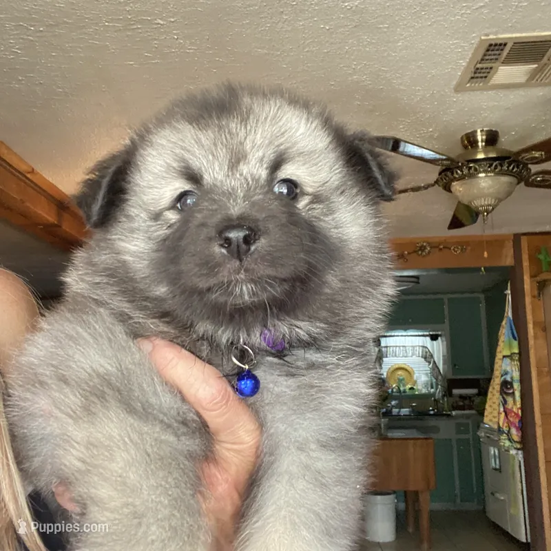 Ruby's girl purple – Keeshond puppy for sale in Oklahoma City, OK