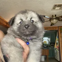 Ruby's girl purple, a female Keeshond for sale in Oklahoma City, OK – 7 of 9