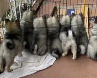 Girl 7 black, a female Keeshond for sale in Oklahoma City, OK – 2 of 9