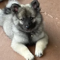 girl 3 silver, a female Keeshond for sale in Oklahoma City, OK – 4 of 9