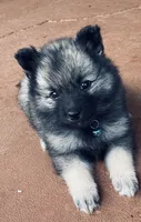 Girl 2 blue, a female Keeshond for sale in Oklahoma City, OK – 8 of 9
