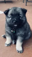 boy 1 green, a male Keeshond for sale in Oklahoma City, OK – 2 of 7