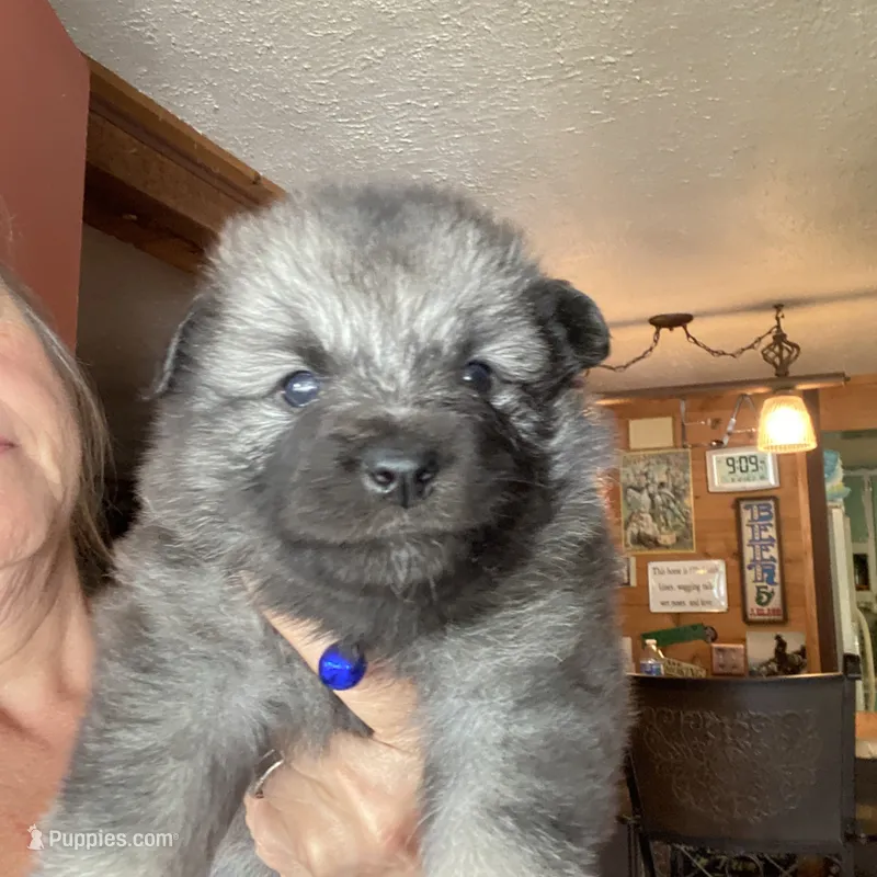 Ruby's girl purple – Keeshond puppy for sale in Oklahoma City, OK
