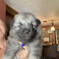Ruby's girl purple, a female Keeshond for sale in Oklahoma City, OK – 1 of 6