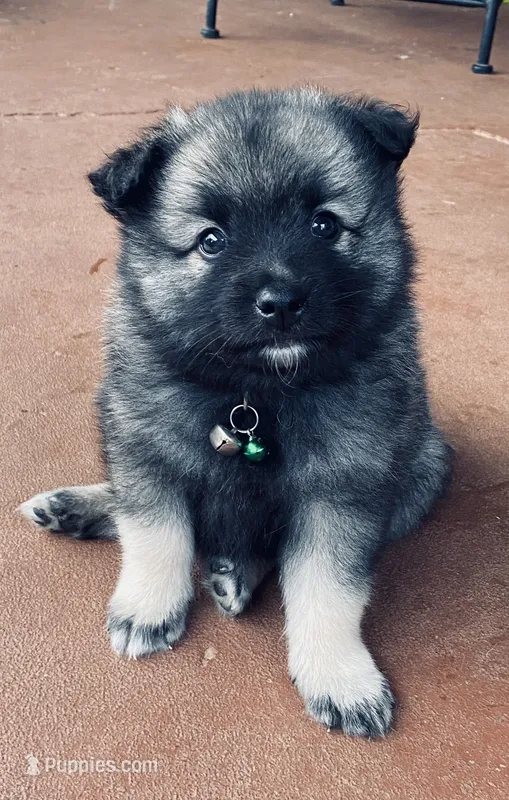 boy 1 green – Keeshond puppy for sale in Oklahoma City, OK