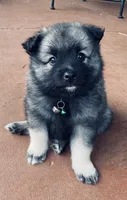 boy 1 green, a male Keeshond for sale in Oklahoma City, OK – 1 of 7