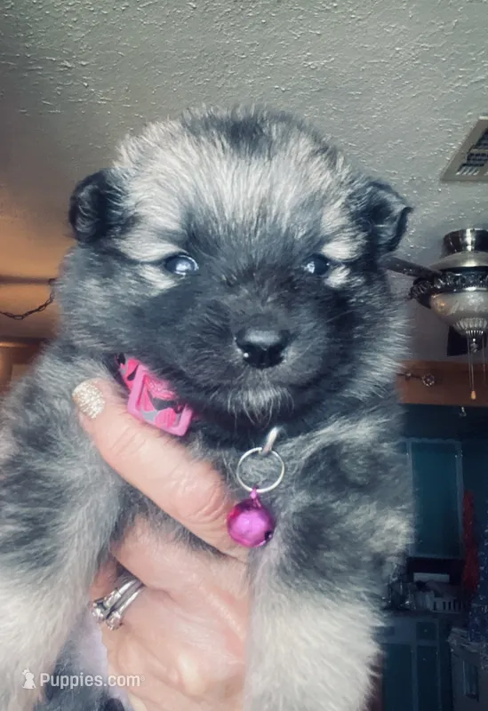 Girl 1 pink – Keeshond puppy for sale in Oklahoma City, OK