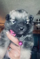 Girl 1 pink, a female Keeshond for sale in Oklahoma City, OK – 1 of 4