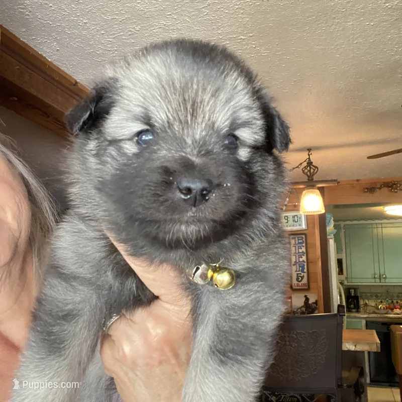 Boy 1 yellow – Keeshond puppy for sale in Oklahoma City, OK