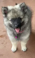 Girl 1 pink, a female Keeshond for sale in Oklahoma City, OK – 4 of 10