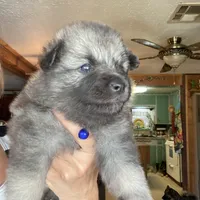 Ruby's girl purple, a female Keeshond for sale in Oklahoma City, OK – 4 of 6