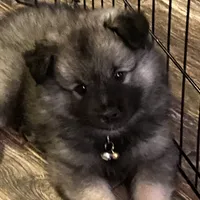 Boy 1 yellow, a male Keeshond for sale in Oklahoma City, OK – 6 of 8