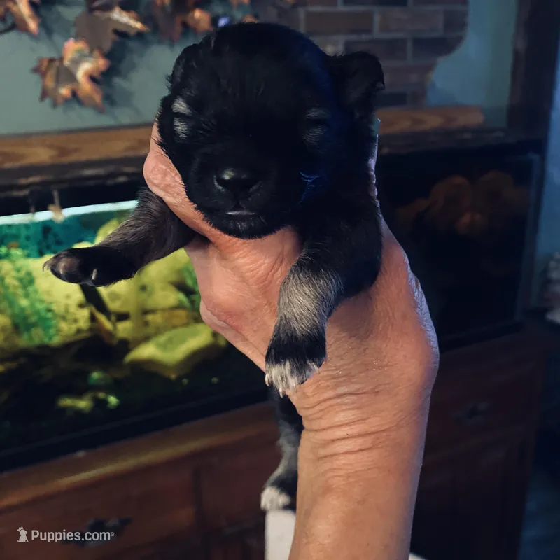girl 5 – Keeshond puppy for sale in Oklahoma City, OK