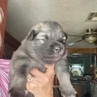 Boy 2, a male Keeshond for sale in Oklahoma City, OK – 2 of 3
