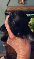 Girl 2 blue, a female Keeshond for sale in Oklahoma City, OK – 2 of 4