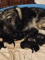 Girl 2 blue, a female Keeshond for sale in Oklahoma City, OK – 3 of 4
