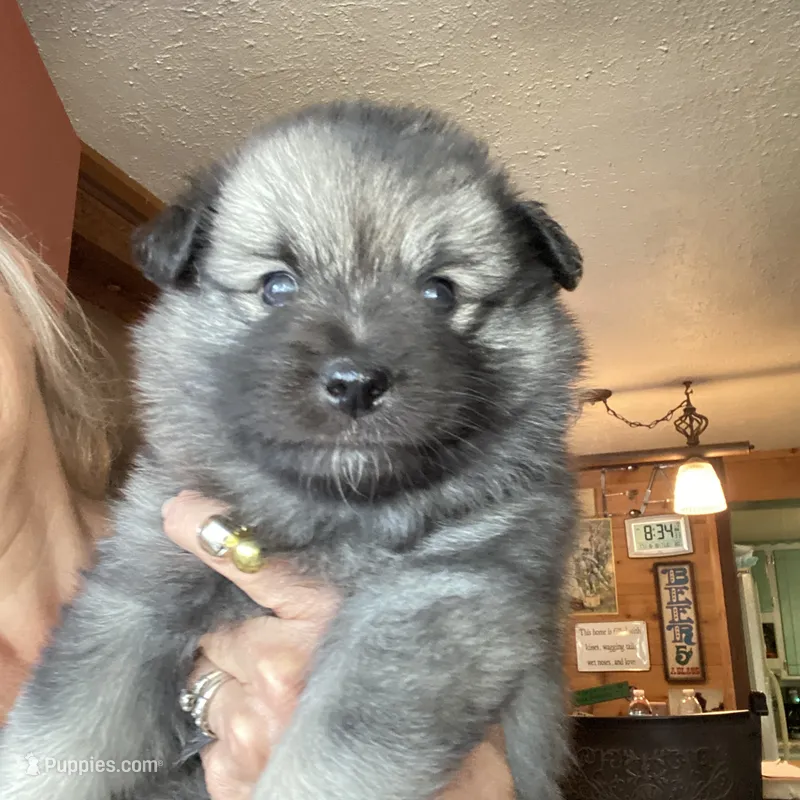 Boy 1 yellow – Keeshond puppy for sale in Oklahoma City, OK