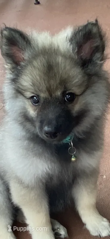 Girl 2 blue – Keeshond puppy for sale in Oklahoma City, OK
