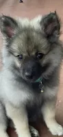Girl 2 blue, a female Keeshond for sale in Oklahoma City, OK – 1 of 9
