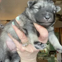 Rubys girl 1, a female Keeshond for sale in Oklahoma City, OK – Photo 7 of 9