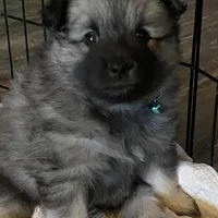 Rubys girl 1, a female Keeshond for sale in Oklahoma City, OK – Photo 2 of 9