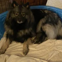 Rubys girl 1, a female Keeshond for sale in Oklahoma City, OK – Photo 9 of 9