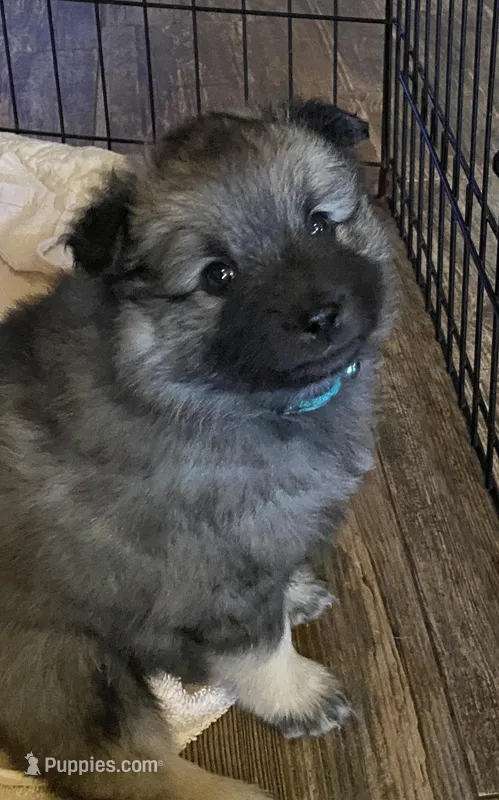 Rubys girl 1 – Keeshond puppy on hold in Oklahoma City, OK
