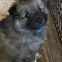 Rubys girl 1, a female Keeshond for sale in Oklahoma City, OK – Photo 1 of 9