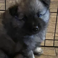 Rubys girl 1, a female Keeshond for sale in Oklahoma City, OK – Photo 4 of 9
